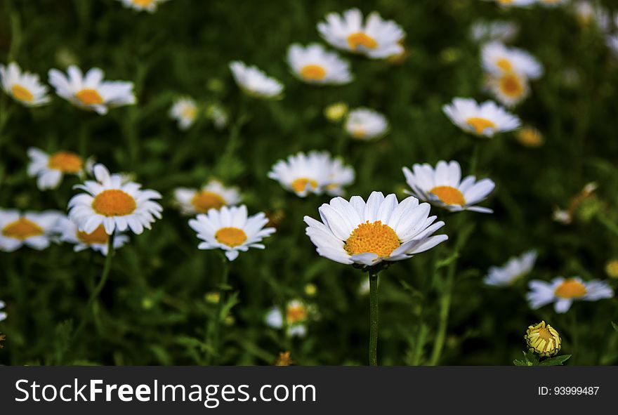 A wild meadow with white daisies. A wild meadow with white daisies.