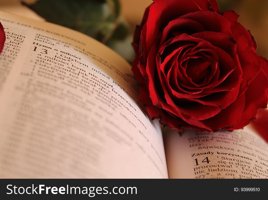 Red rose on open book pages.
