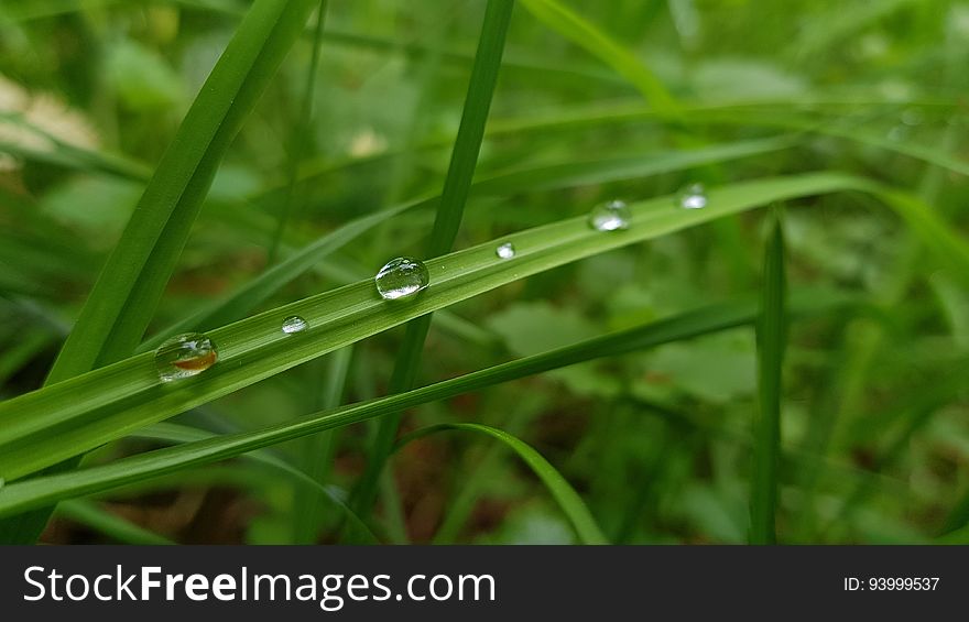 Close up of blades of green grass with dew drops. Close up of blades of green grass with dew drops.
