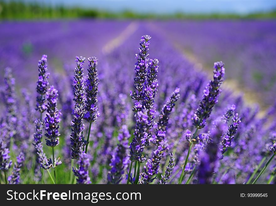 Purple Petal Flowers Focus Photograph