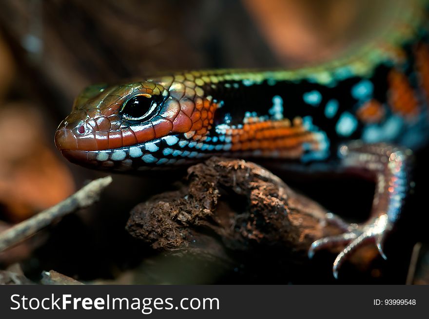 Orange Black Green Lizard