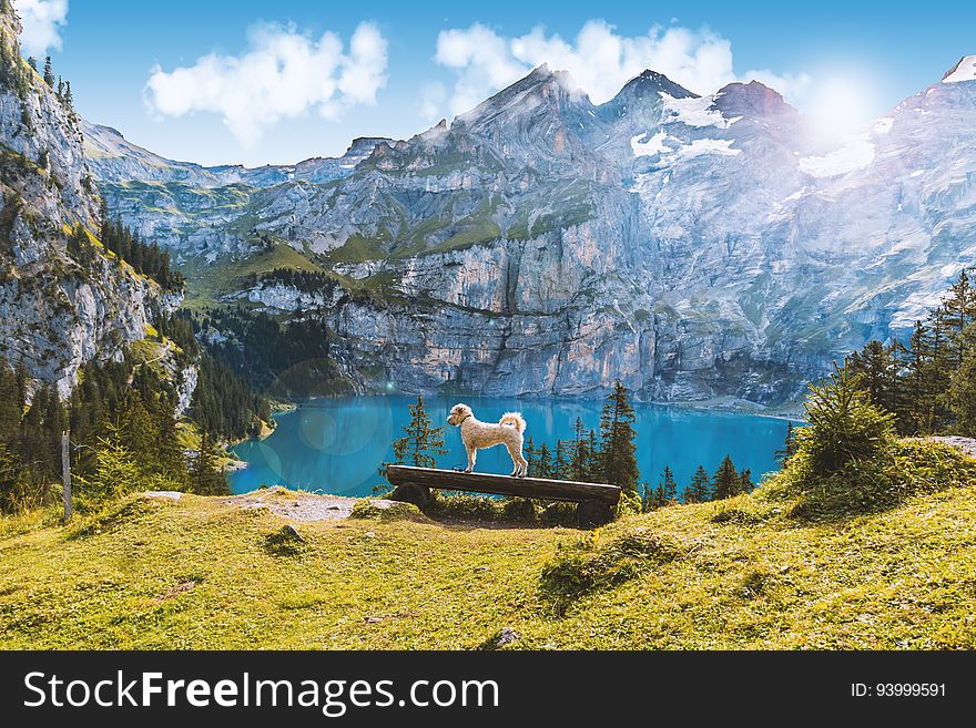 Dog standing on bench overlooking alpine lake in Ireland. Dog standing on bench overlooking alpine lake in Ireland.