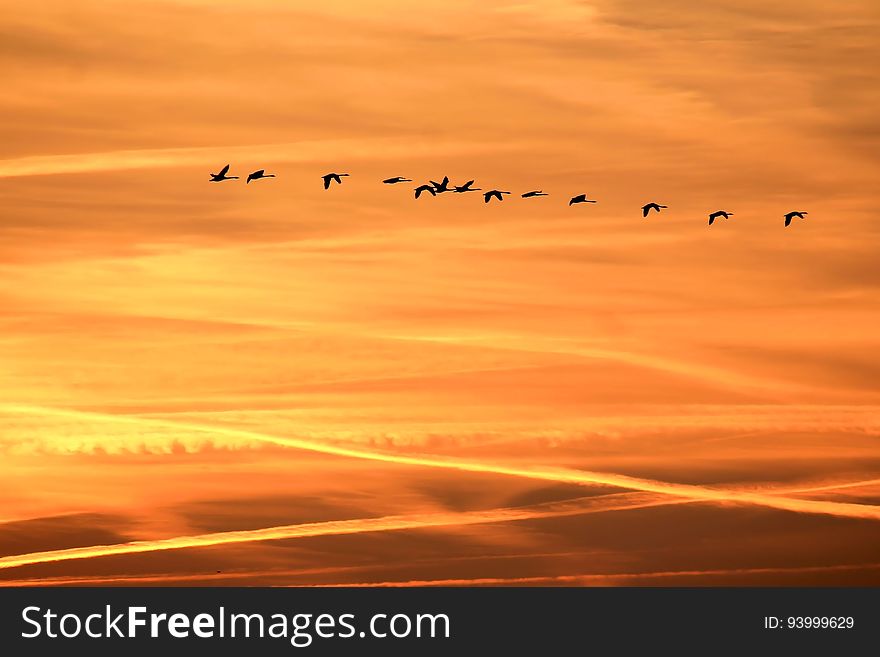 Flock of birds flying in formation over countryside at sunset. Flock of birds flying in formation over countryside at sunset.