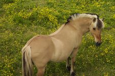 Grazing Horse Royalty Free Stock Photos Grazing Horse Royalty Free Stock Photos