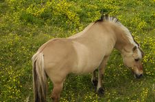Grazing Horse Royalty Free Stock Photos Grazing Horse Royalty Free Stock Photos