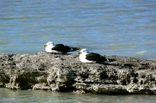 Roosting On A Rock Royalty Free Stock Photography Roosting On A Rock Royalty Free Stock Photography
