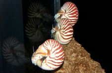 Snails Royalty Free Stock Images