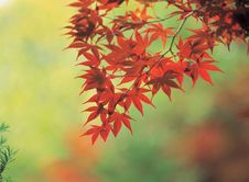 Maple And Cane Stock Image Maple And Cane Stock Image