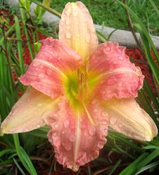 Day Lily After The Rain Stock Images