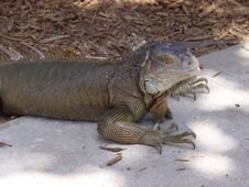 Iguana  In The Tropics Royalty Free Stock Image