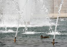 Ducks At WWII Memorial Stock Photography Ducks At WWII Memorial Stock Photography