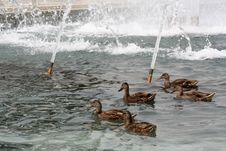Ducks At WWII Royalty Free Stock Photography Ducks At WWII Royalty Free Stock Photography