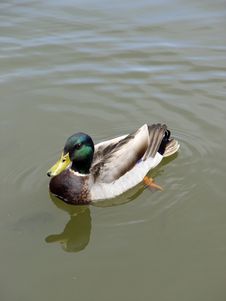 Duck On Lake Royalty Free Stock Photography