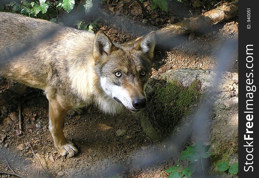 Captured wolf in a bavarian National Park
