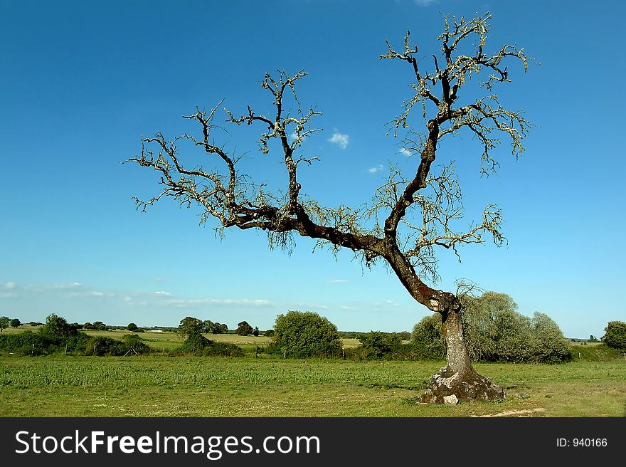 Tree in field in green field