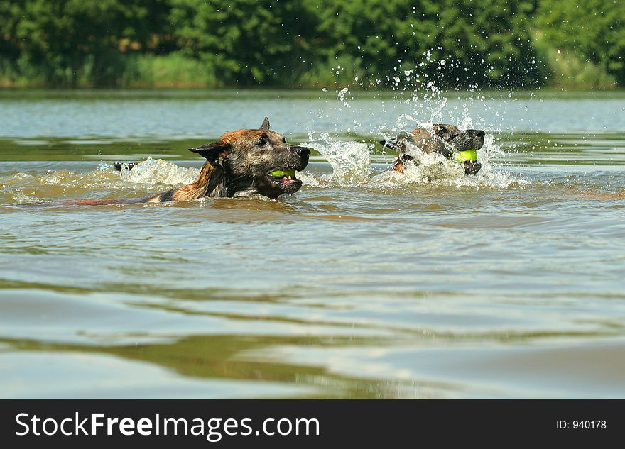 Two dogs with tenis balls swiming. Two dogs with tenis balls swiming