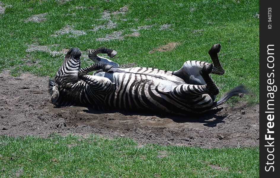 A zebra rolling in the mud