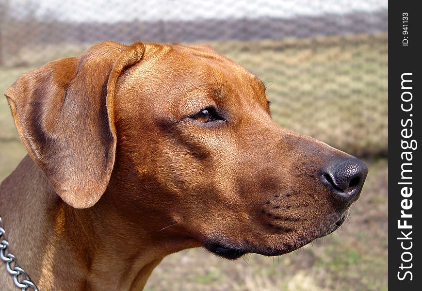 Dog Rhodesian Ridgeback, imported from Africa