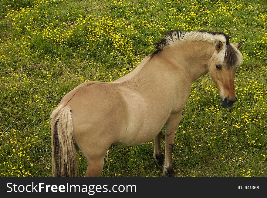 Horse grazing in a field of wildflowers. Horse grazing in a field of wildflowers