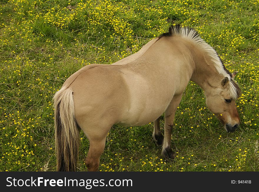 Light brown horse grazing in field of wildflowers. Light brown horse grazing in field of wildflowers