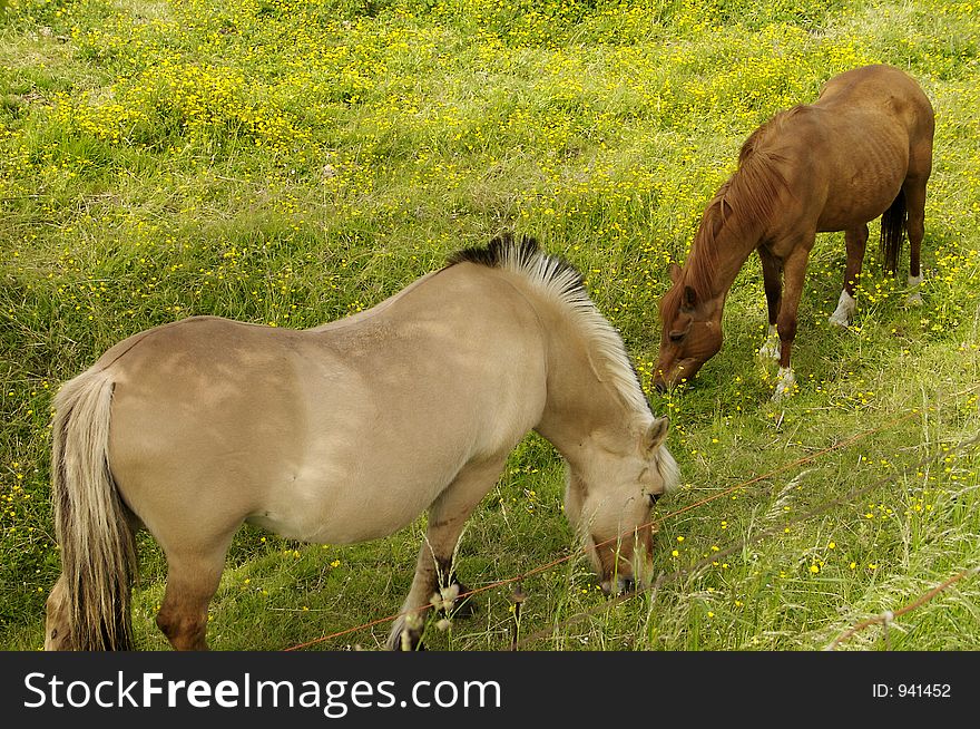 Pair of horses in a pasture of flowers. Pair of horses in a pasture of flowers