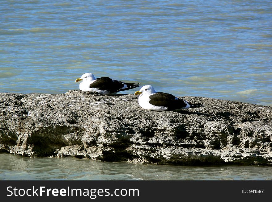 Two seagulls roosting on a rock.
