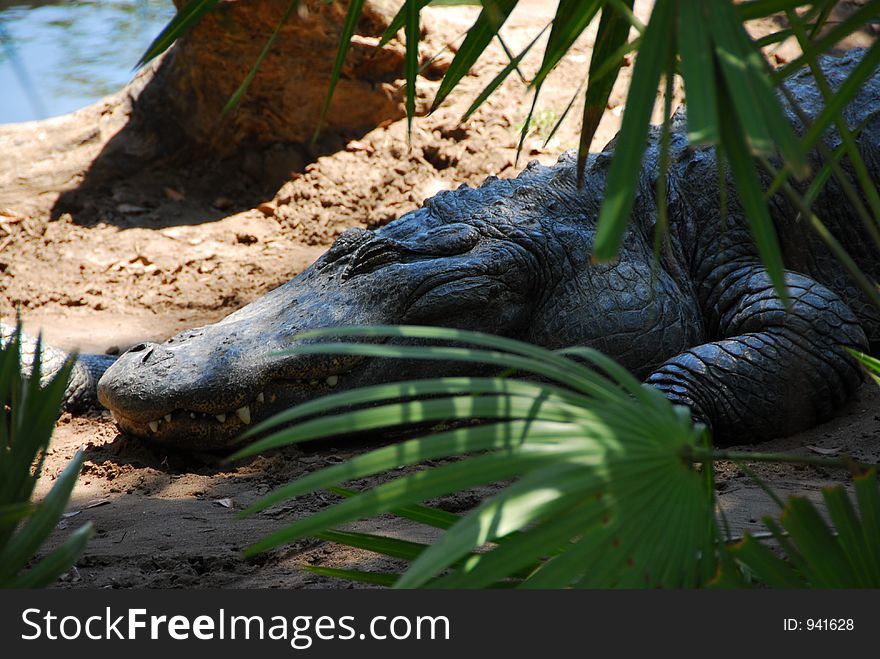 Smiling Alligator. Smiling Alligator