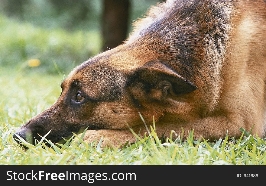 Pure breed german shepherd dog laying down in the grass. Pure breed german shepherd dog laying down in the grass