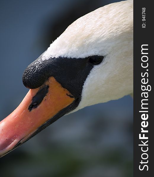 Closeup of Swan's head