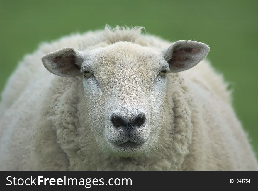 Mother sheep looking at the camera. Mother sheep looking at the camera