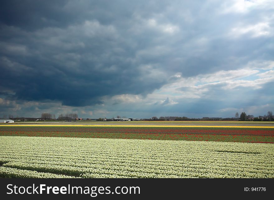 Colorful spring flowers in the netherlands