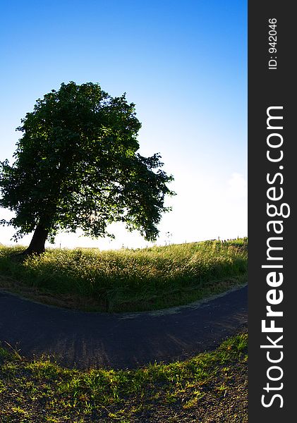 A park tree lit from behind by the sun. A park tree lit from behind by the sun