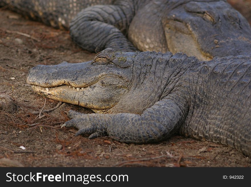 A lagre Louisiana alligator sleeping up close. A lagre Louisiana alligator sleeping up close.