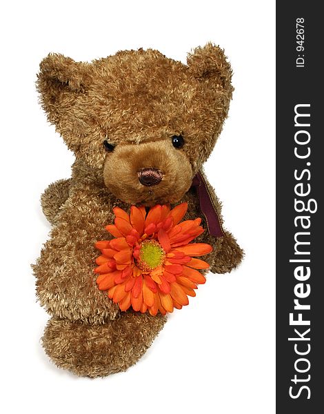 Teddy and flower on white background