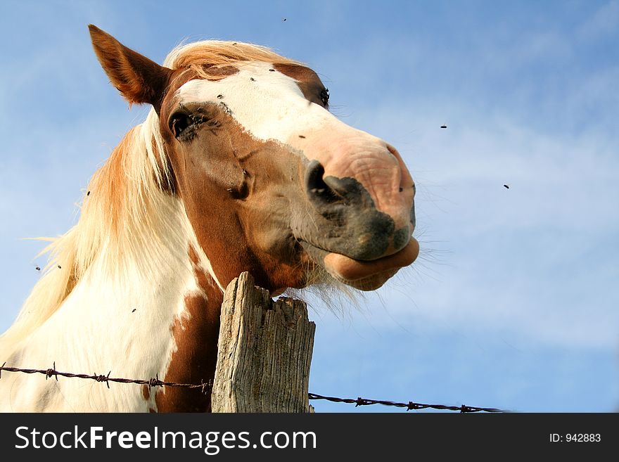 Horse in pasture. Horse in pasture