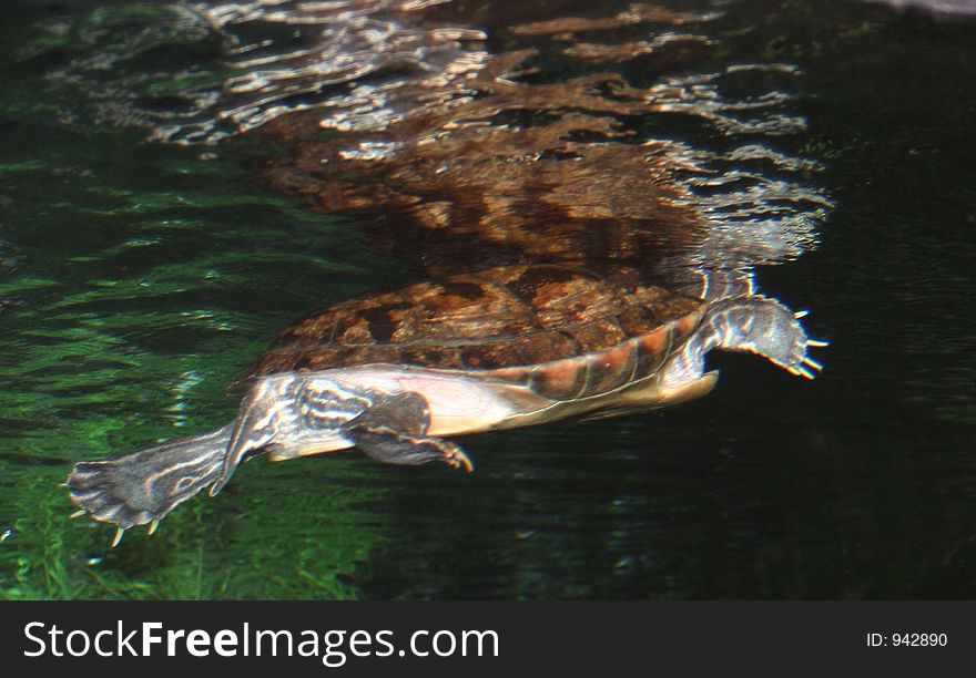 Turtle swimming in water.