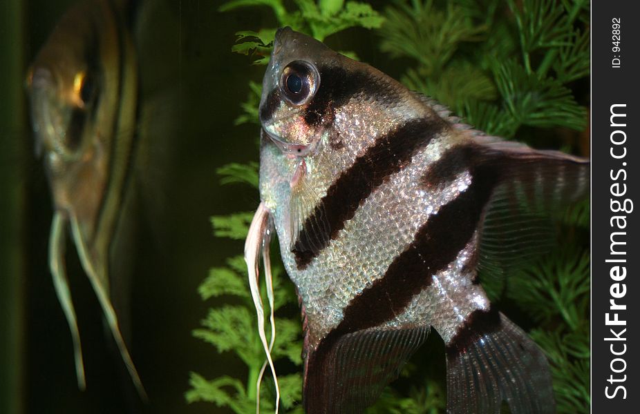 Fish with reflection.