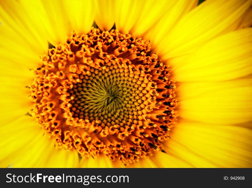 Brilliant yellow sunflower in the summertime day. Brilliant yellow sunflower in the summertime day