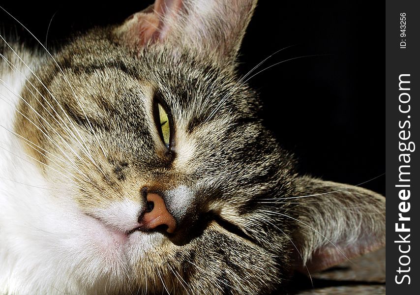 Cat Sleeping, isolated, black background, close-up. Cat Sleeping, isolated, black background, close-up