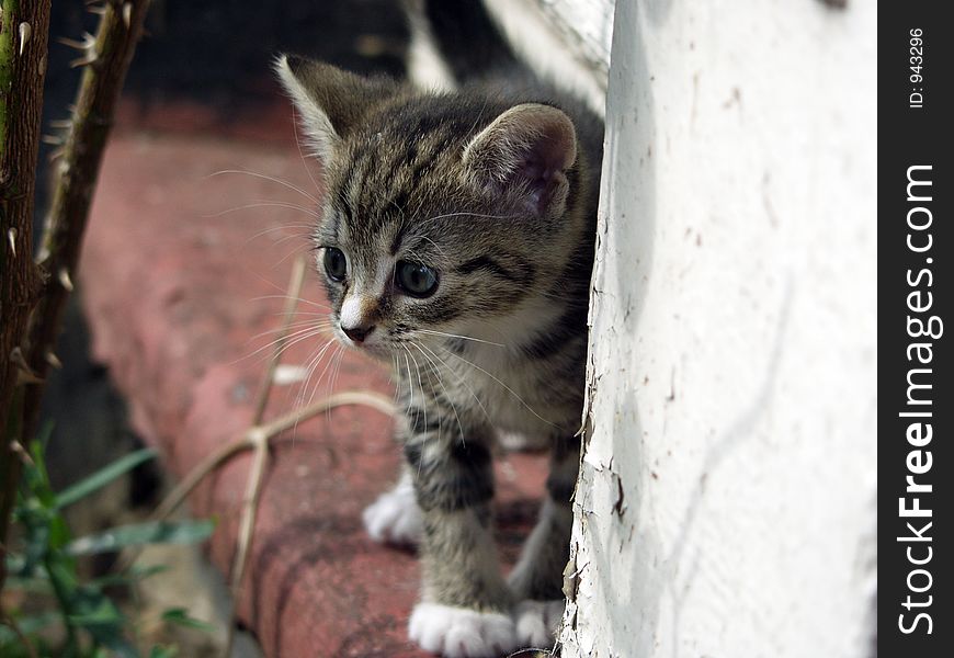 Young Kitten - Curious Look