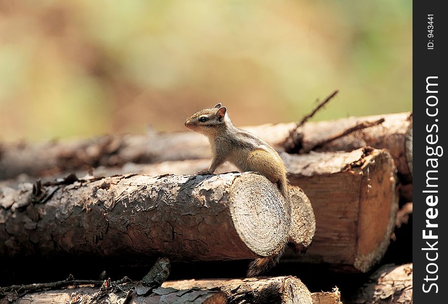 Squirrel on log Details