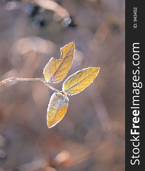 Leaves with Branch