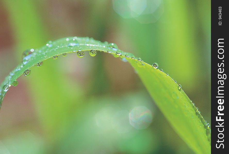 Waterdrops With Leaf