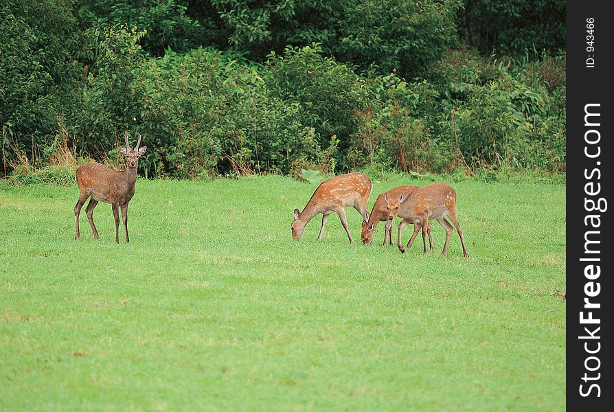 Deers on grass Details