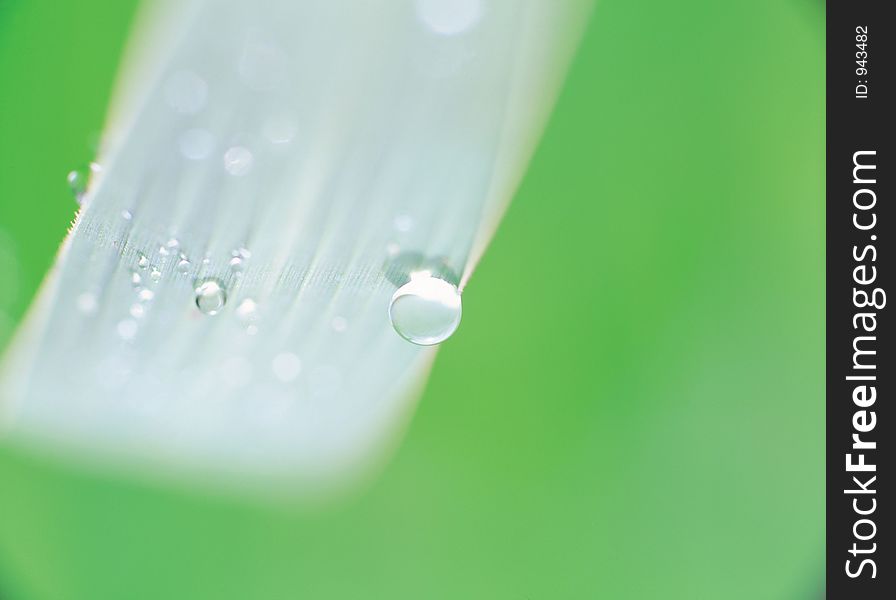 Waterdrops on plant