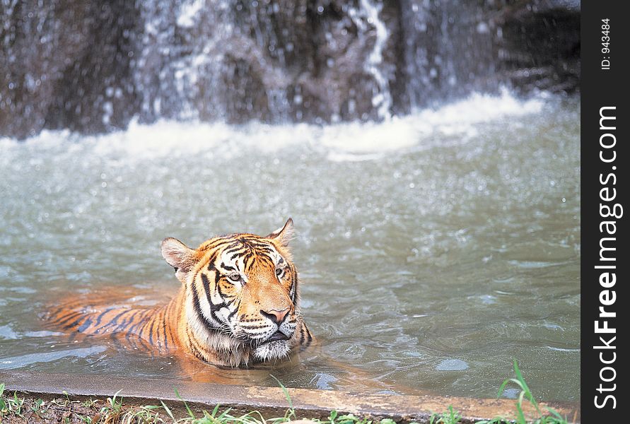 Tiger in water Details