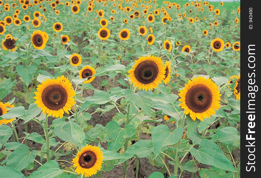 Sunflowers On Ground