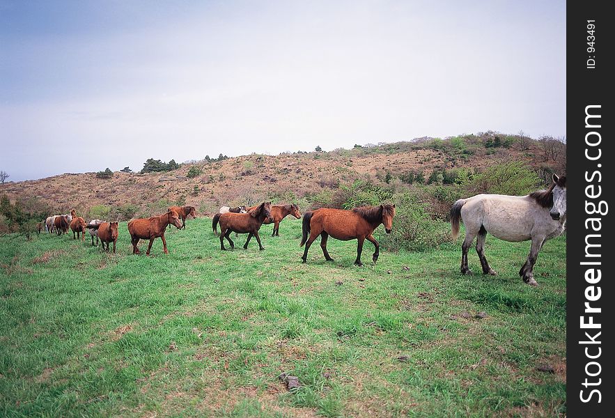 Horses On Grass