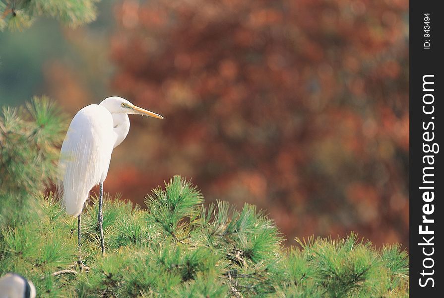 Bird On Pine