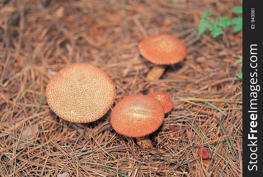 Mushroom On Ground